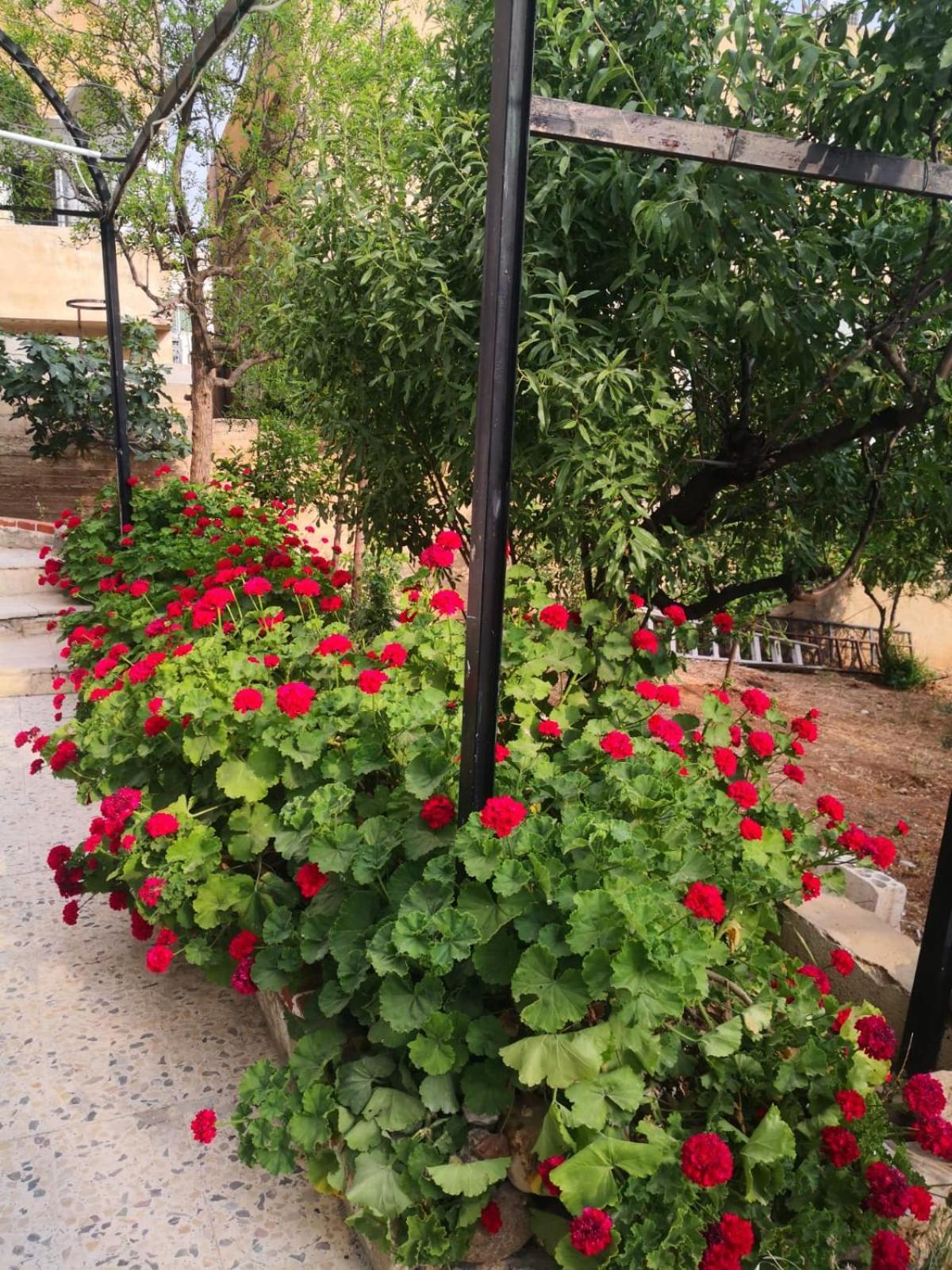 White Tulips Apartment الزنبقة البيضاء Gerasa Exterior foto